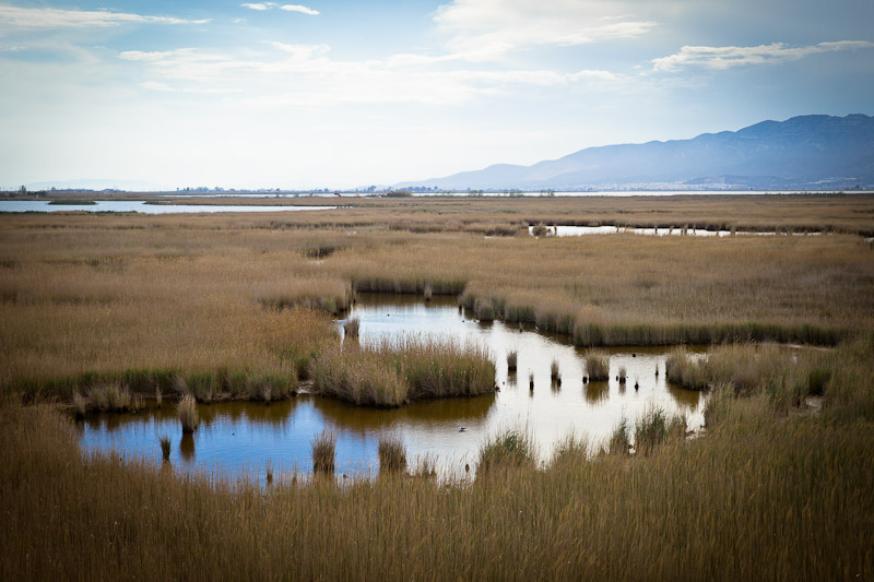 Ecotourisme en Catalogne - ornithologie dans le delta de l'ebre