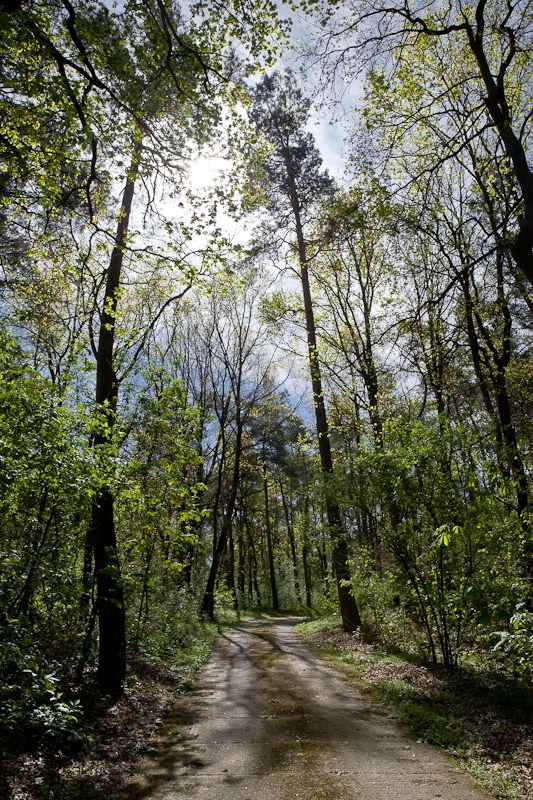 Visiter un bunker - Forêt près du bunker