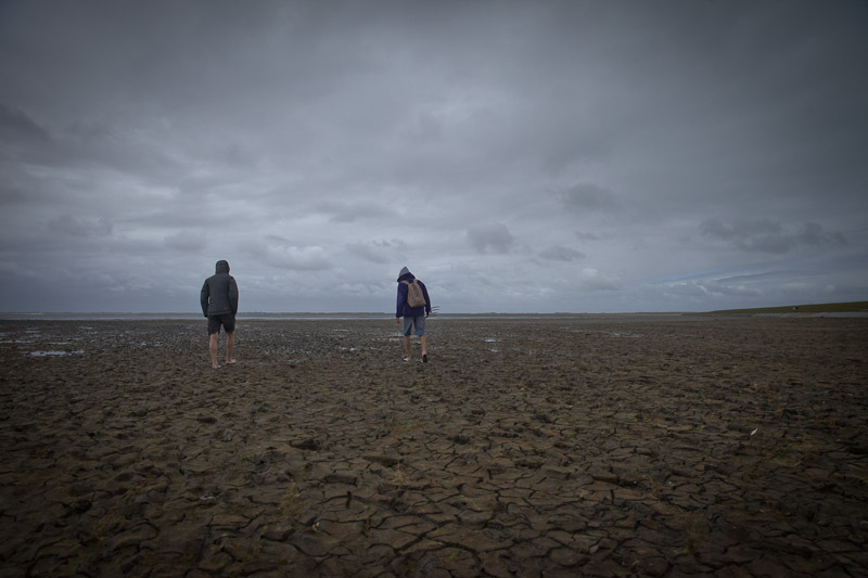 Mer des Wadden - A la découverte de l'ecosystème
