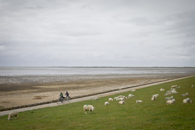 Mer des Wadden - A vélo au milieu des montons
