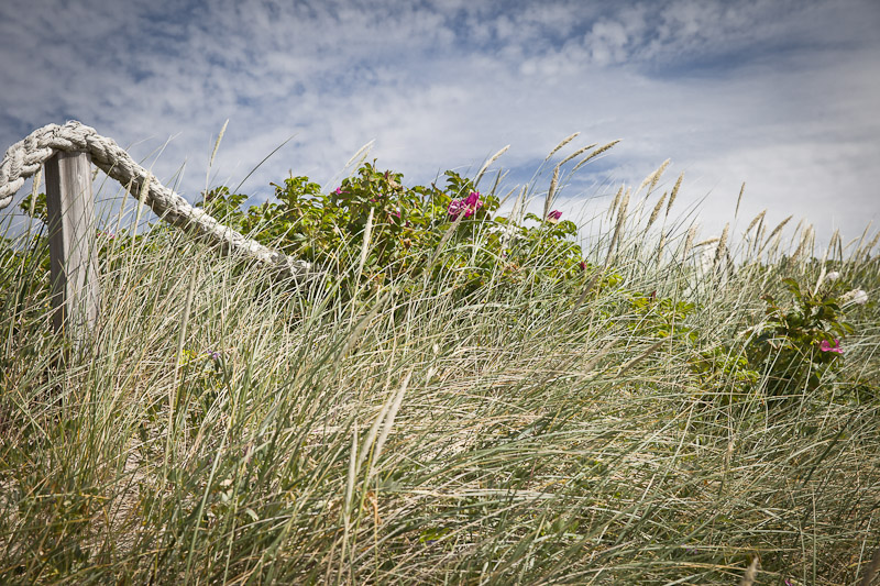 Mer des Wadden - Les herbes dans les dunes