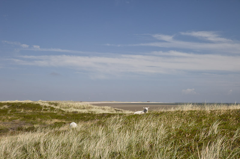 Mer des Wadden - Mouton des prés salés Sylt