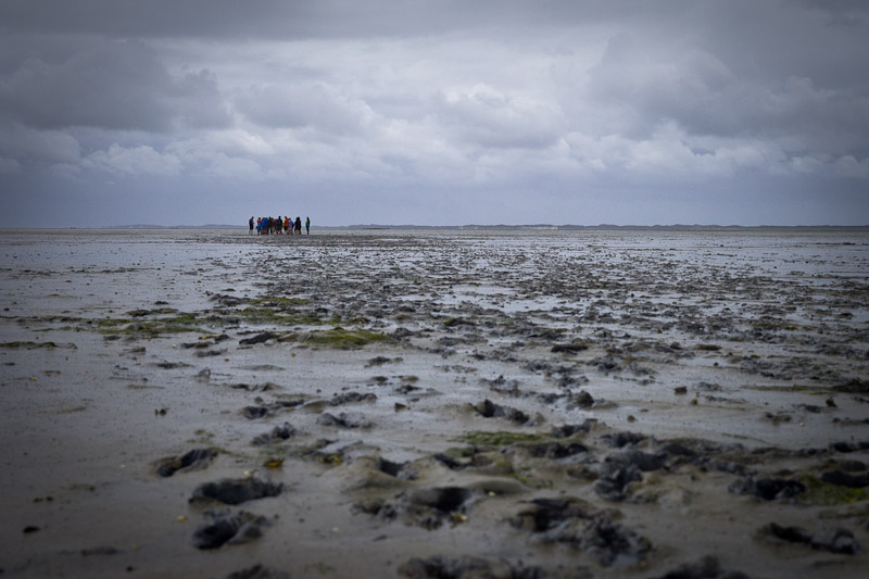 Mer des Wadden - les pieds dans les boue