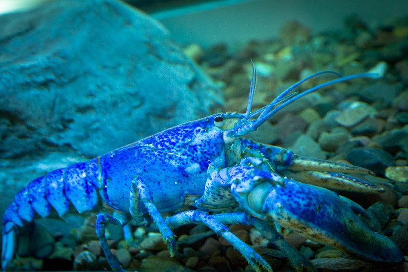 Nouveau Brunswick - homard bleu de l'aquarium