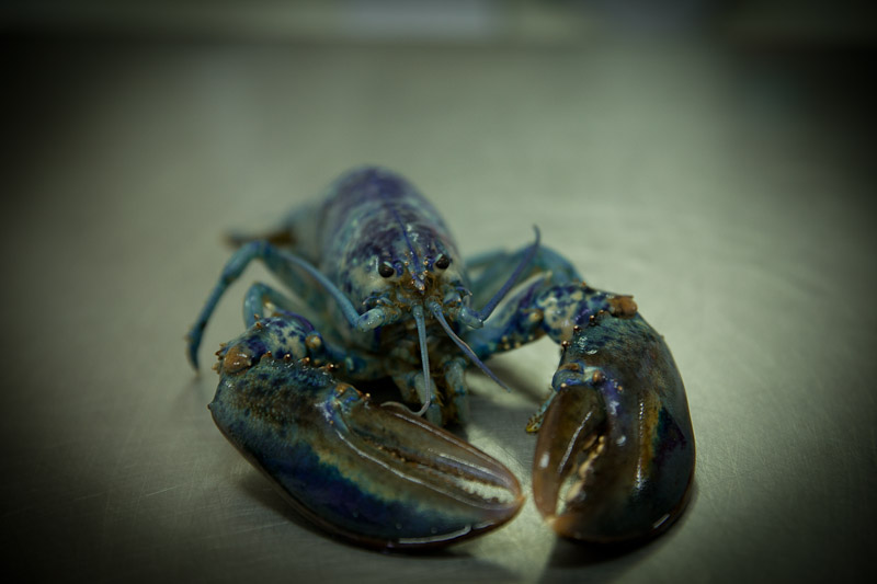 le fameux hormard bleu du nouveau brunswick