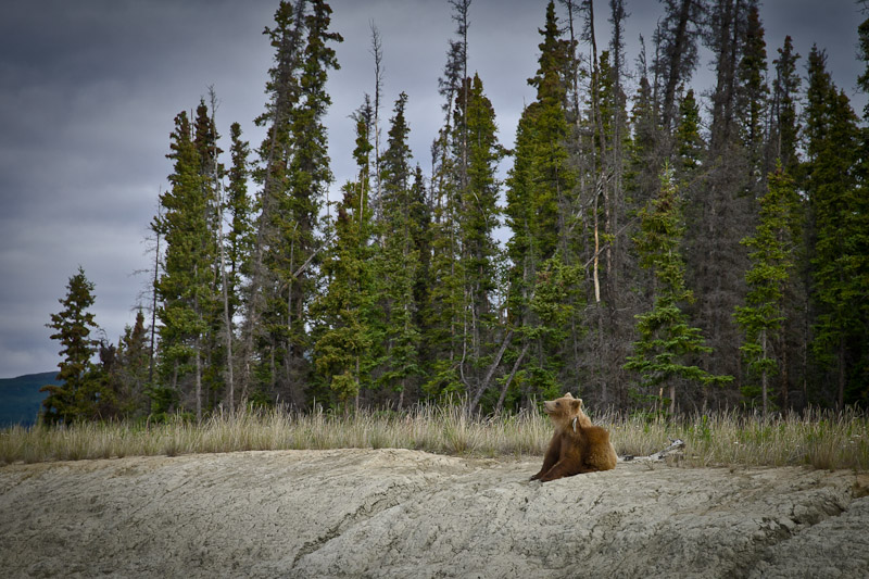 Roadtrip au Yukon - Grizzli qui se gratte la tête