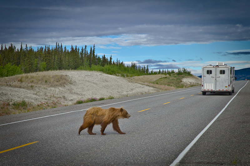 Roadtrip au Yukon – Grizzli traverse l&rsquo;alaska highway