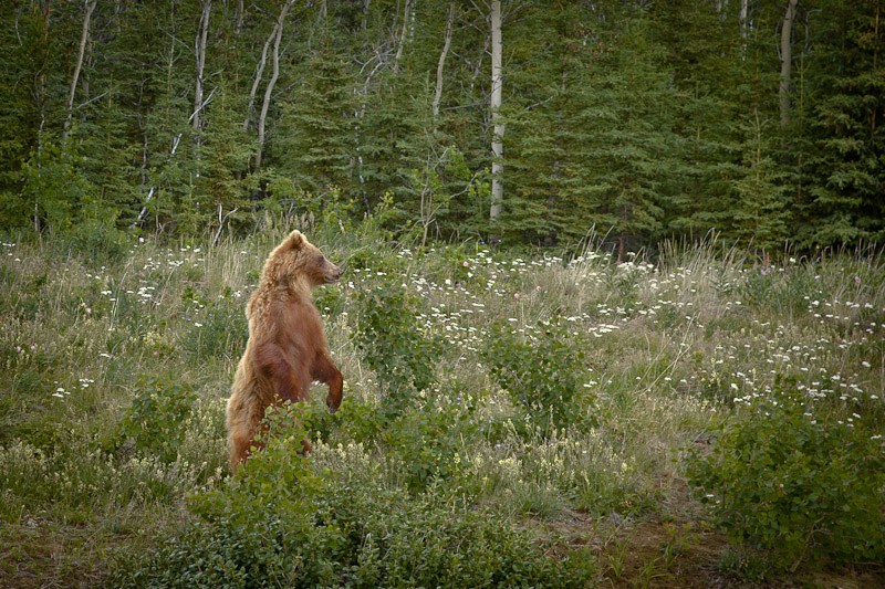 Roadtrip au Yukon - Ours debout