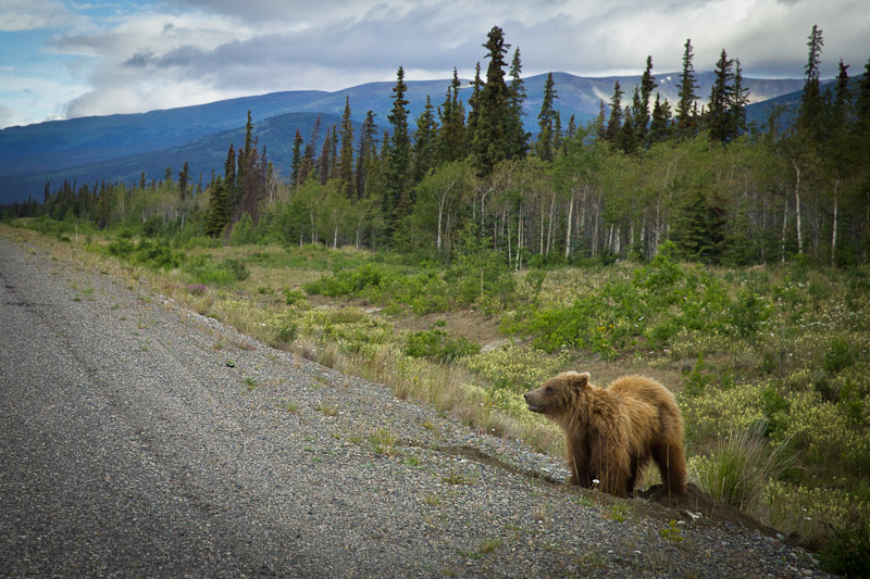 Roadtrip au Yukon - Rencontre Grizzli la tête sortie