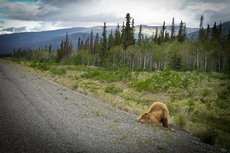 Roadtrip au Yukon - Rencontre Grizzli première vue
