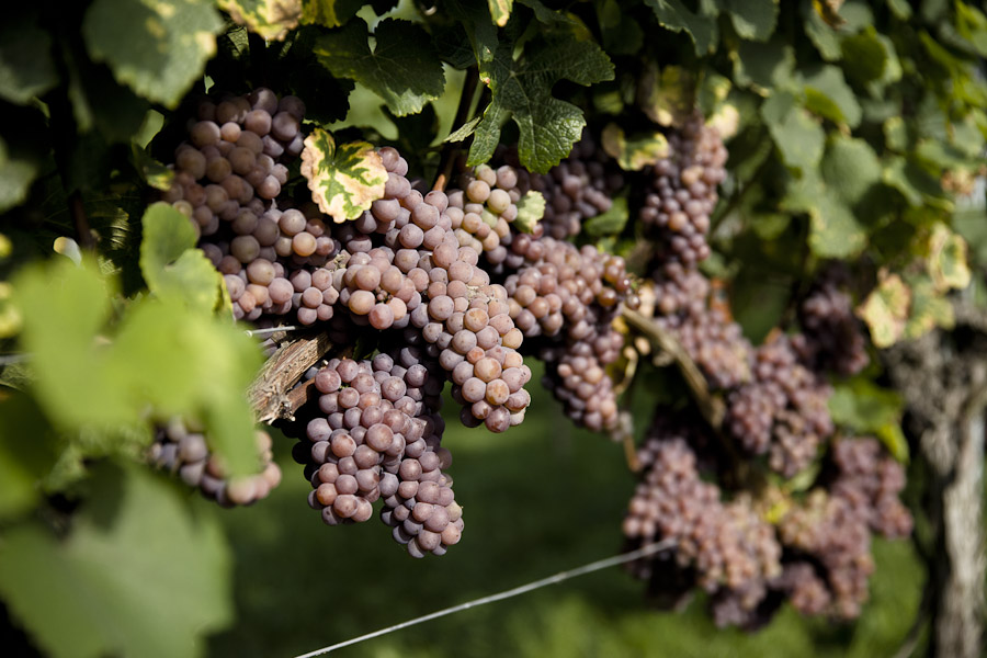 Grappe de Raisin bade wurtemberg