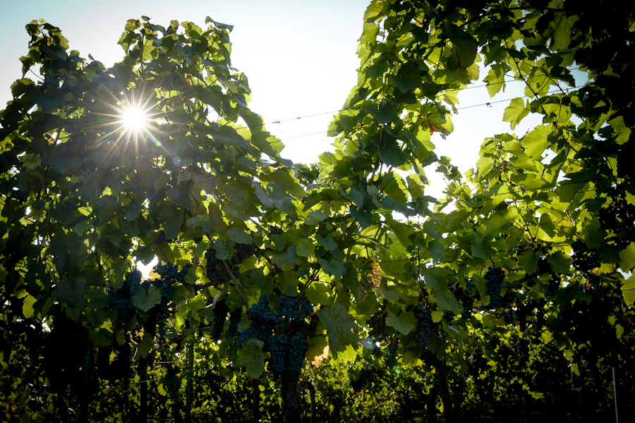 Heilbronn - Soleil dans les vignes