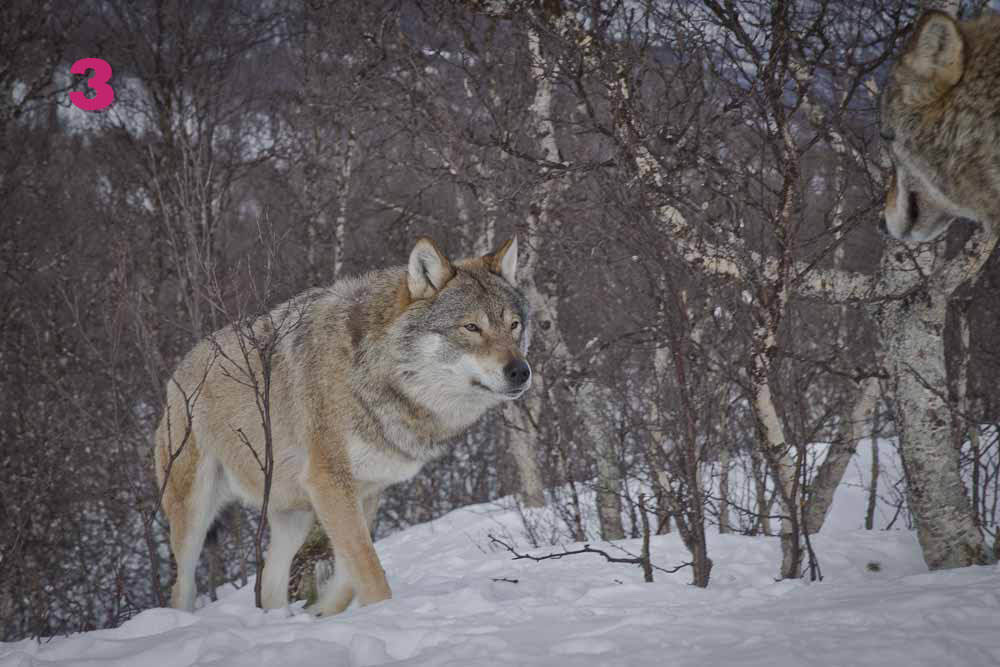 calendrier de l'avent 3 : le loup de narvik norvege