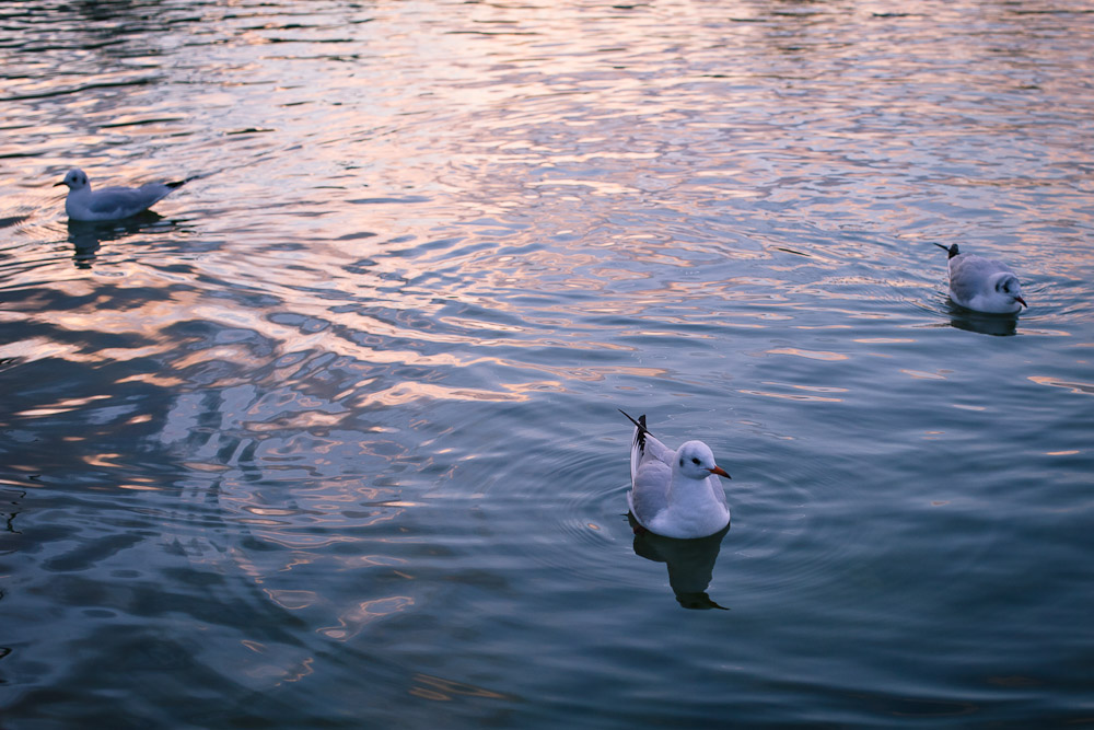 Les mouettes du bassin des tuileries