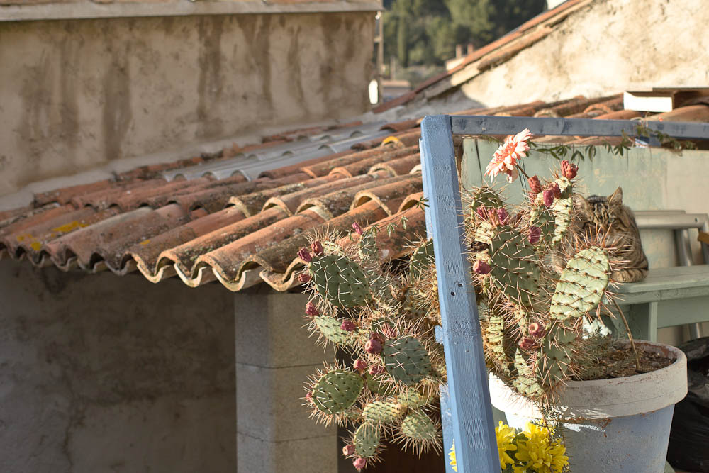 Vue sur la provence -le chat de Fontaine de vaucluse