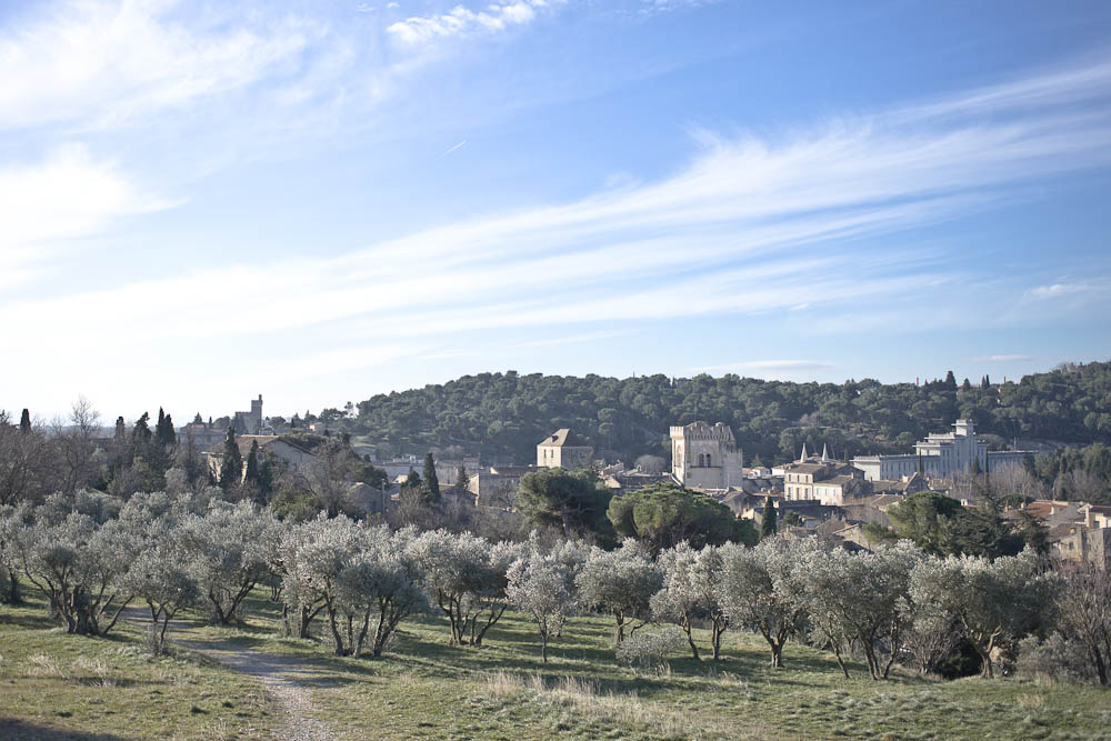 Vue sur la provence – verger d&rsquo;oliviers