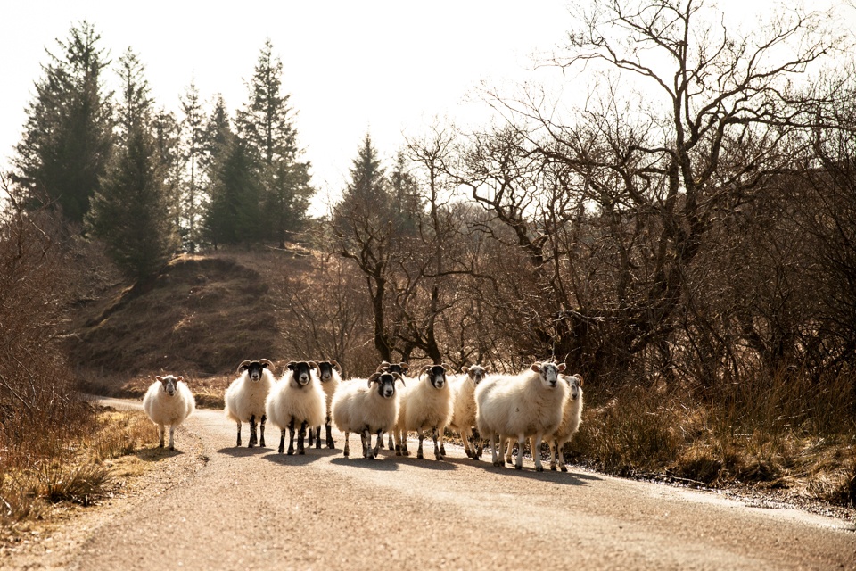 Chateau en Ecosse – les moutons sur la route
