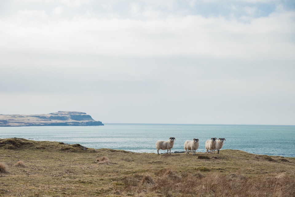 Chateau en Ecosse – moutons sur la falaise