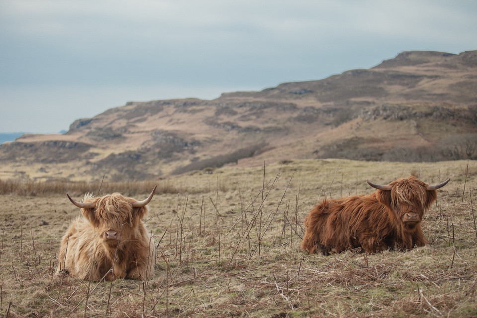 Chateau en Ecosse – vache des highlands 2