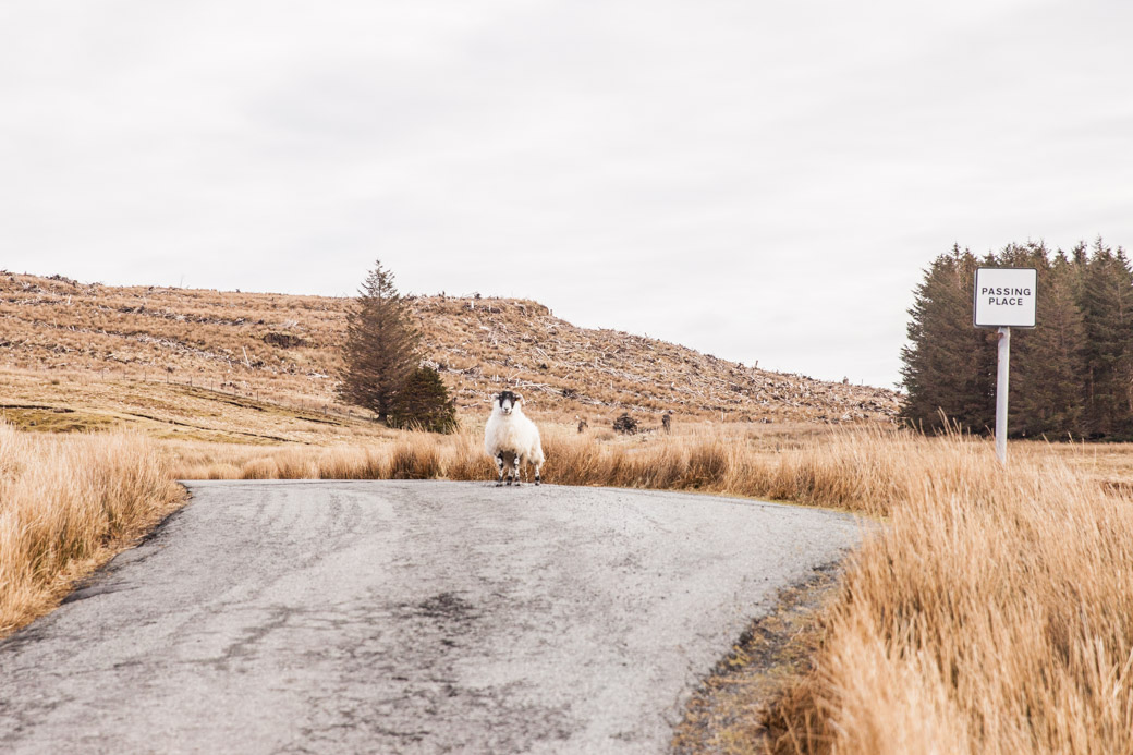 Les fameux passing place que l'on trouve sur les petites routes des Highlands en Ecosse #highlands #ecosse