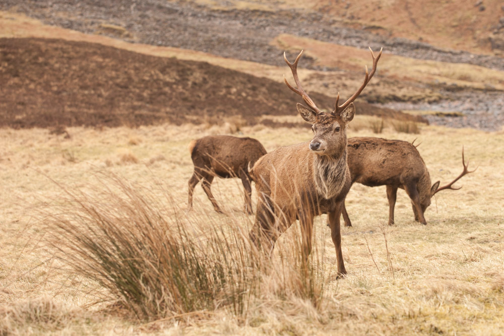 Les cerfs de glencoe en Ecosse