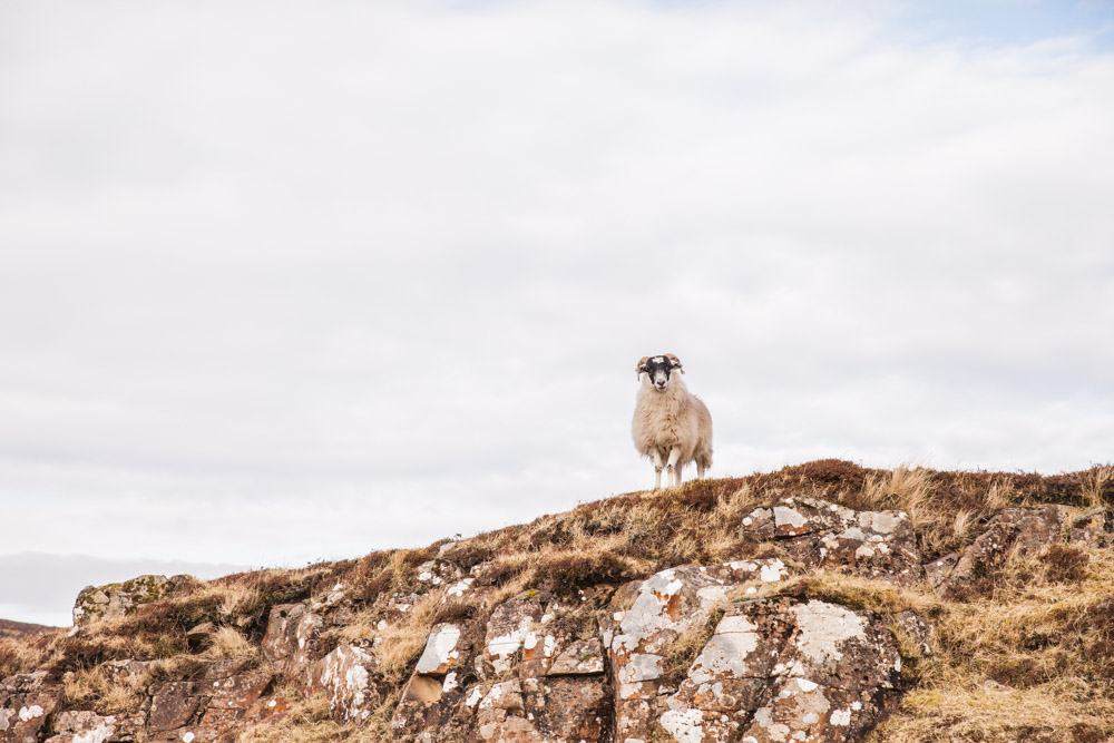 mouton en liberté en Ecosse