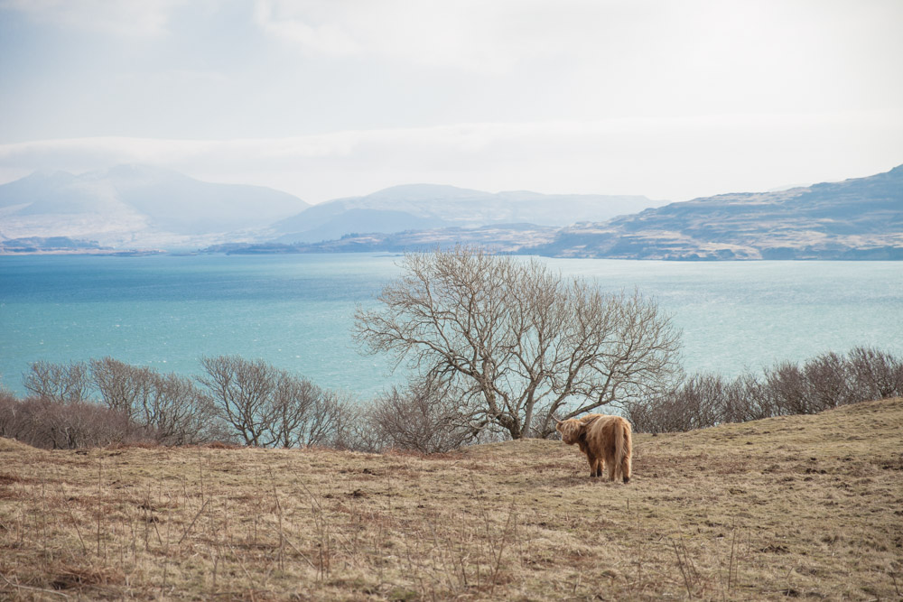 vaches des highlands dans un pré Ecosse