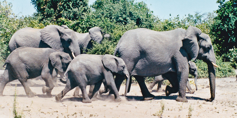 Elephants du Botswana