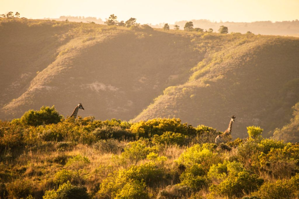 Safari Afrique du sud –  giraffes