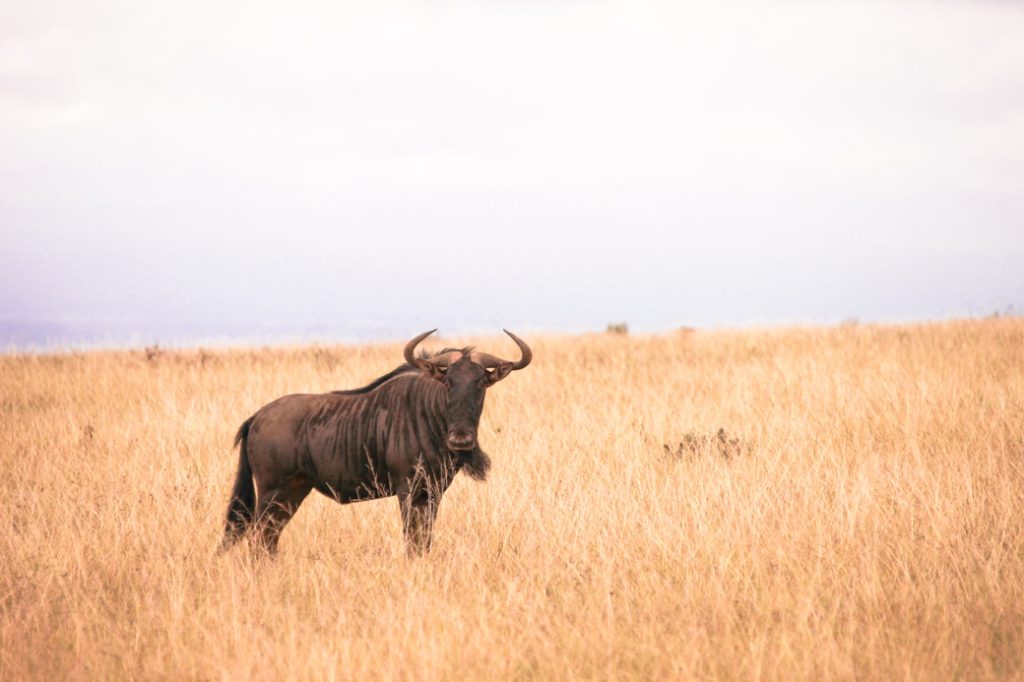 Safari en Afrique du sud – Gnou