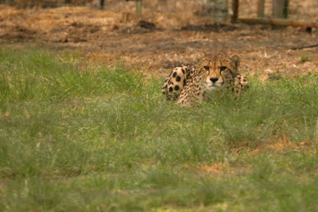 Safari en Afrique du sud – Guépard