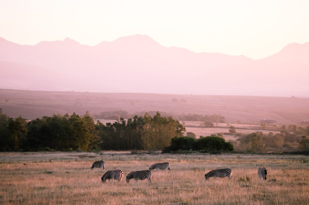 Safari en Afrique du sud – Lever de soleil sur les zèbres