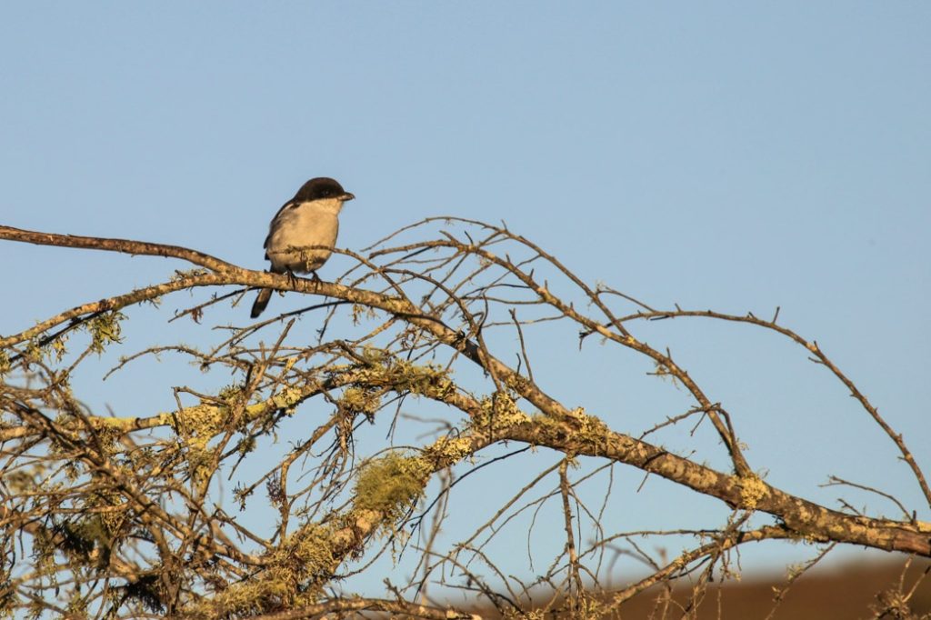 Safari en Afrique du sud – Petit oiseau du bush