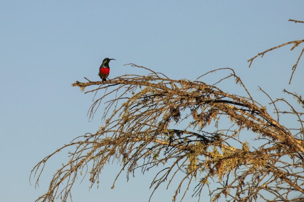 Safari en Afrique du sud – Souimanga à poitrine rouge