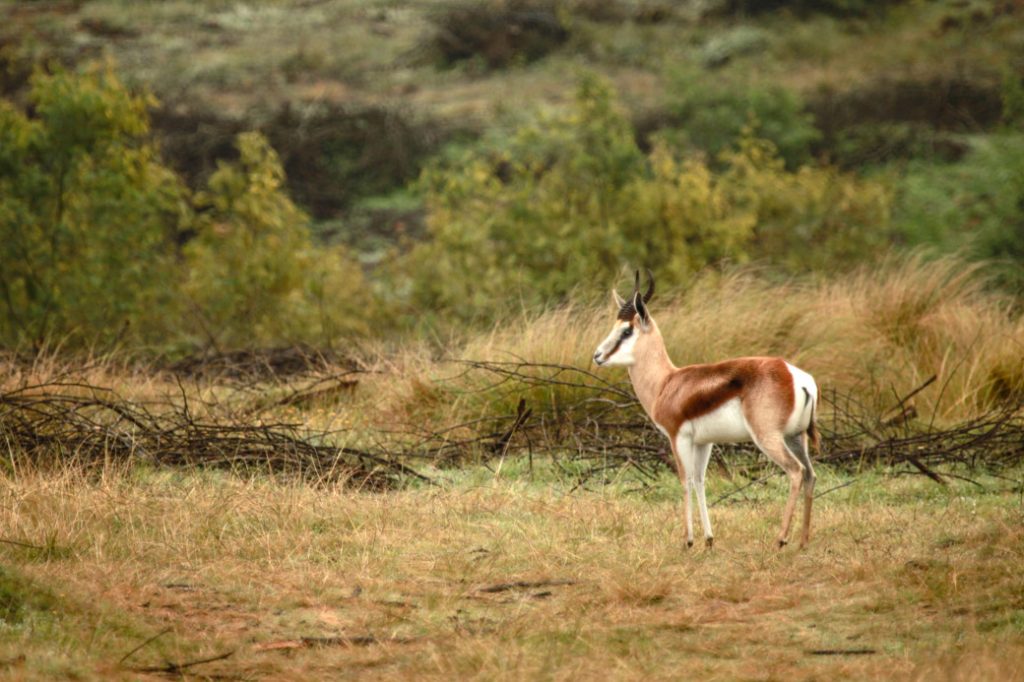Safari en Afrique du sud – Springbok