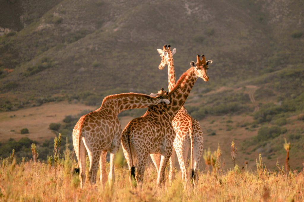 Girafes afrique du Sud
