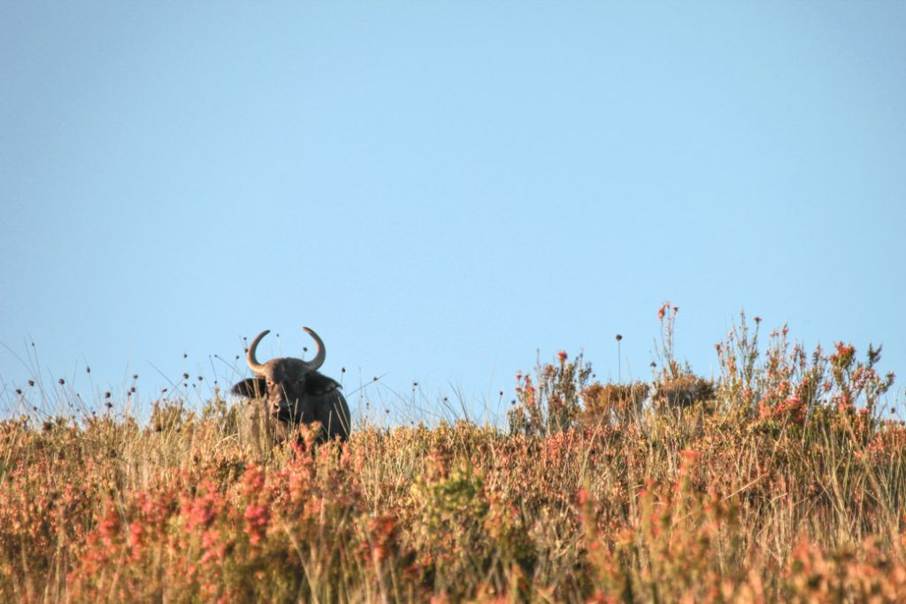Safari en Afrique du sud – le buffle