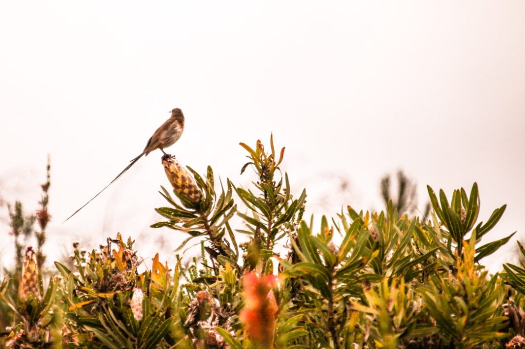 Safari en Afrique du sud – oiseau du bush