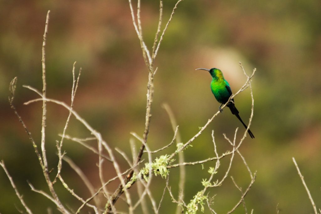 Safari en Afrique du sud – passereau
