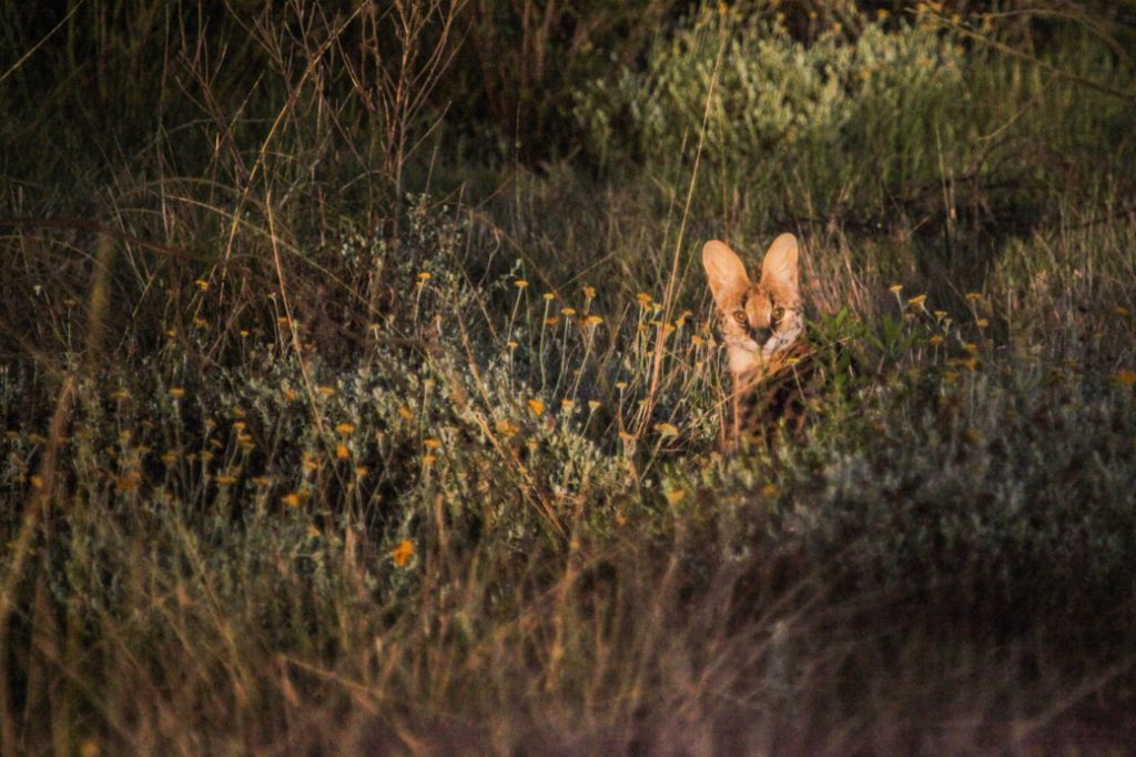 Safari en Afrique du sud – rencontre Serval