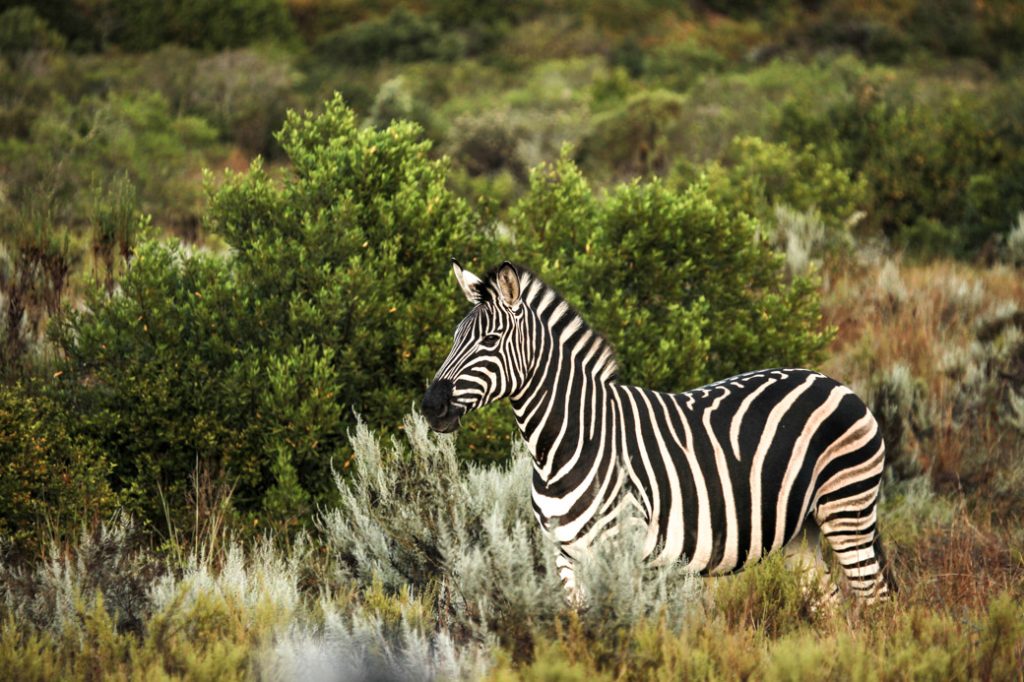 Safari en Afrique du sud – zèbre