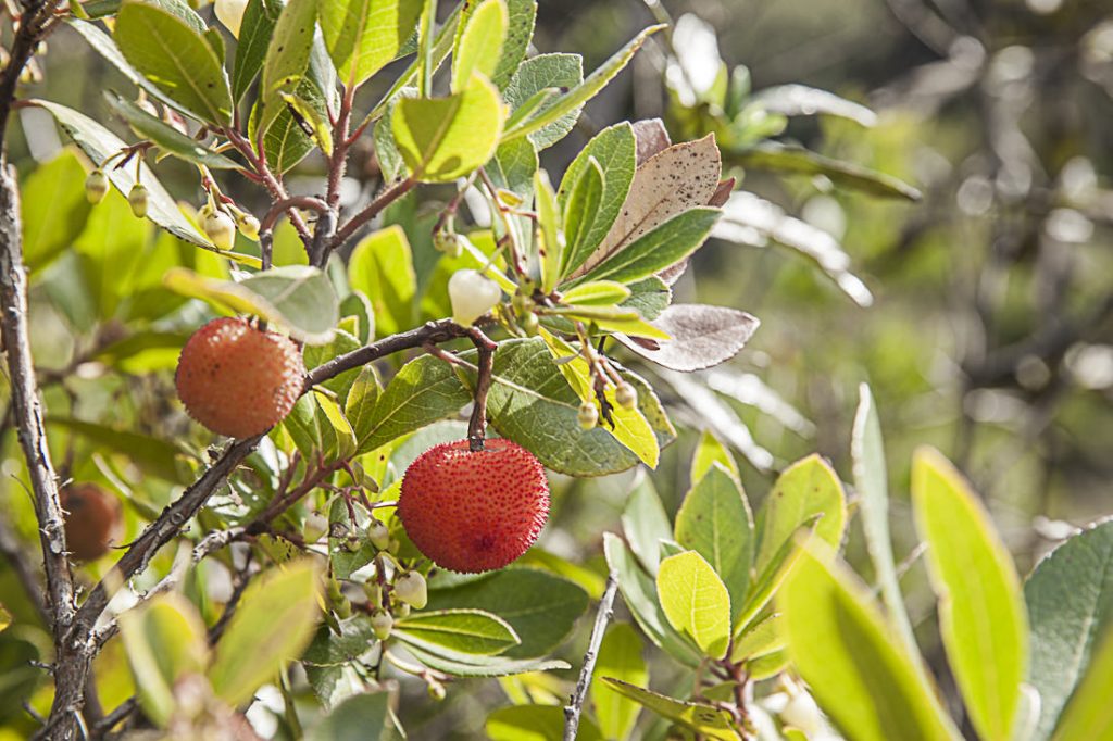 Fruit de l'arbousier