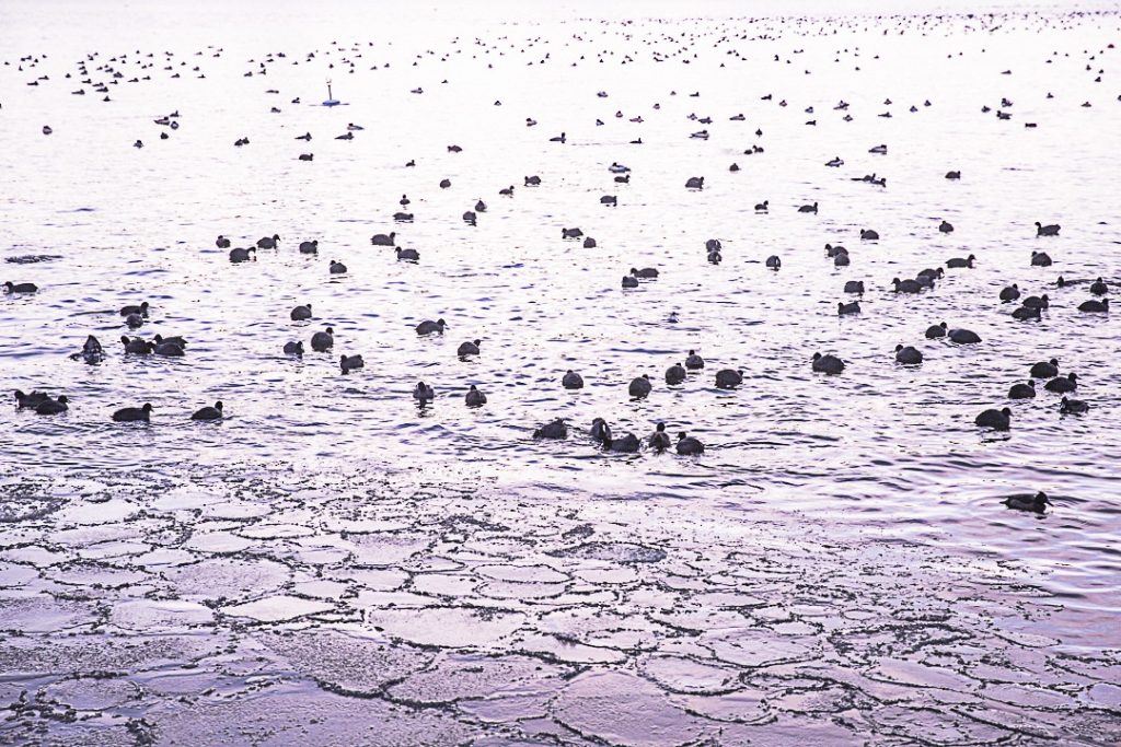 Les poules d'eau de l'ile aux musées