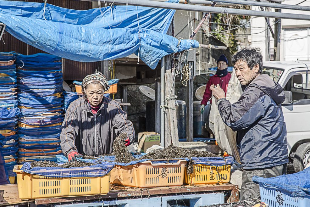 Triage des algues sur la place du village