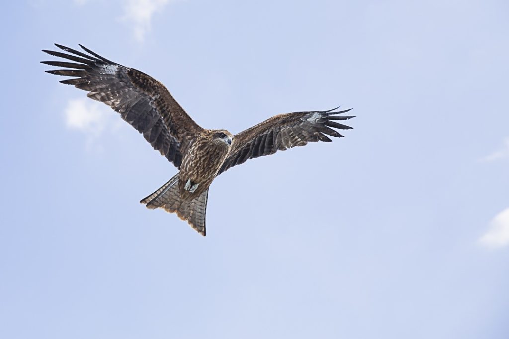 Un aigle toutes ailes déployées suivant le bateau