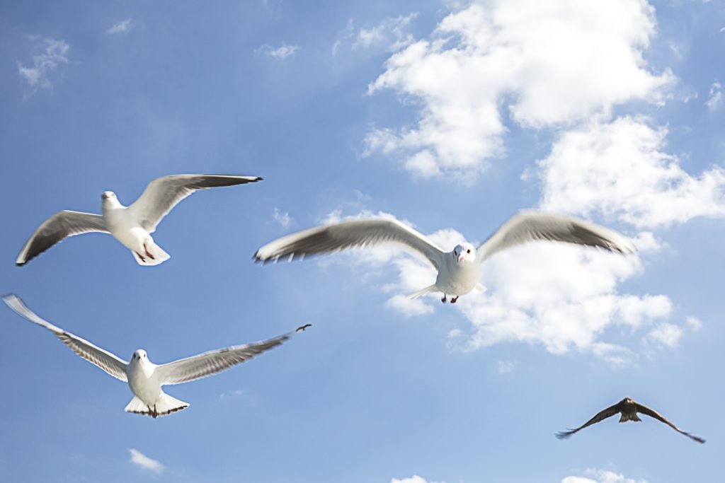Les mouettes suivent notre bateau pour Toshijima
