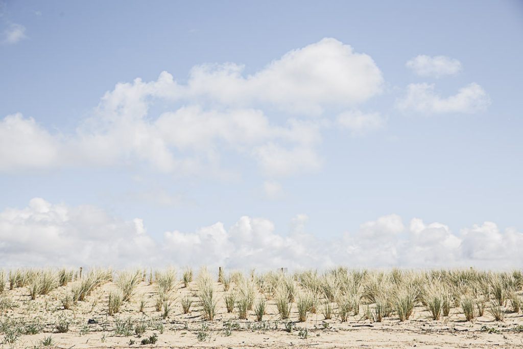 Les joncs dans le vent