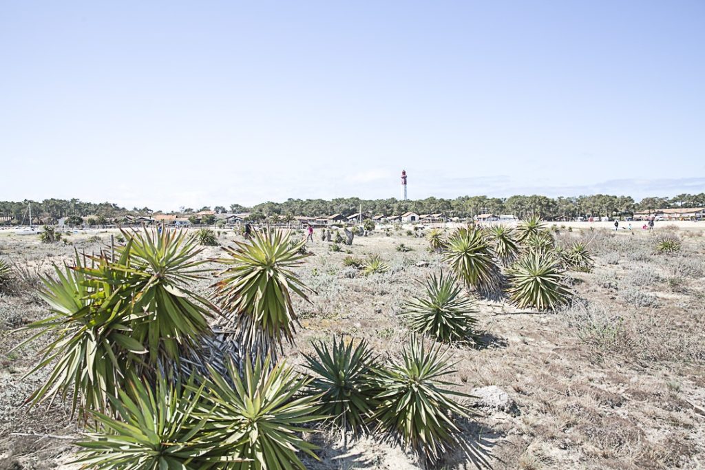 Les yuccas de la conche