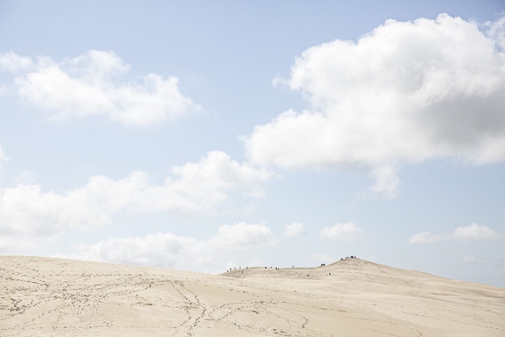 Les fourmis de la dune du Pyla