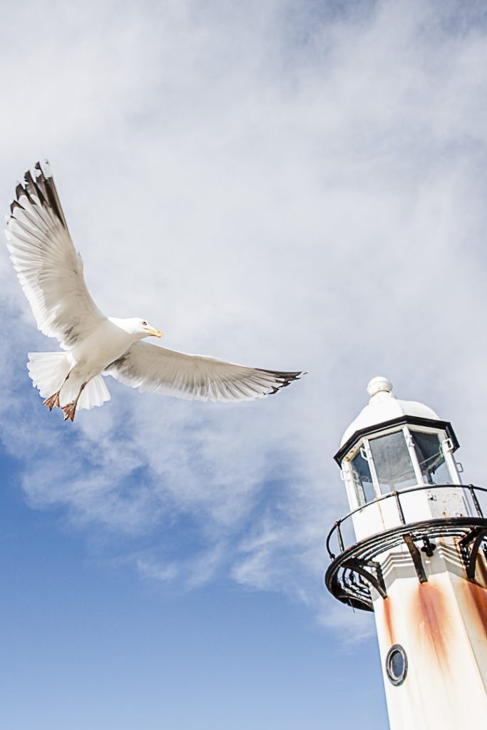 La mouette